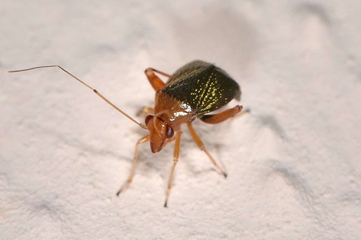 Miridae: Halticus sp.?  S !